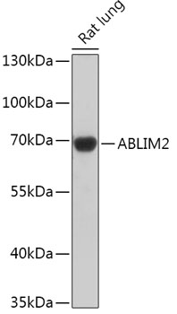 ABLIM2 Polyclonal Antibody