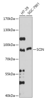 SCIN Polyclonal Antibody