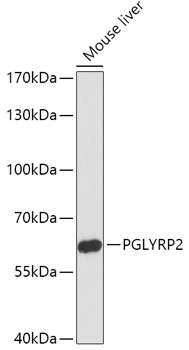 PGLYRP2 Polyclonal Antibody
