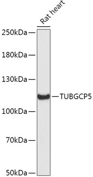 TUBGCP5 Polyclonal Antibody
