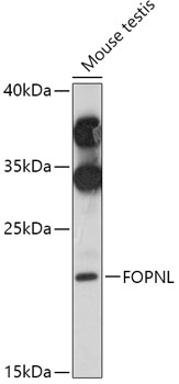 FOPNL Polyclonal Antibody