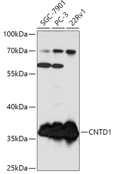 CNTD1 Polyclonal Antibody