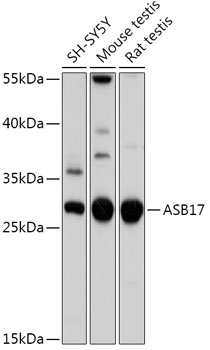 ASB17 Polyclonal Antibody