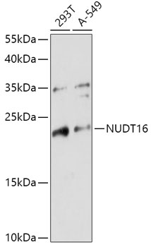 NUDT16 Polyclonal Antibody