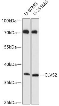 CLVS2 Polyclonal Antibody