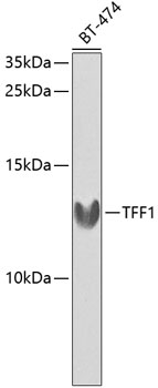 TFF1 antibody
