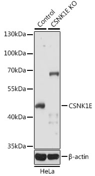 CSNK1E antibody