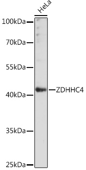 ZDHHC4 Polyclonal Antibody