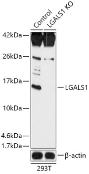 LGALS1 Polyclonal Antibody