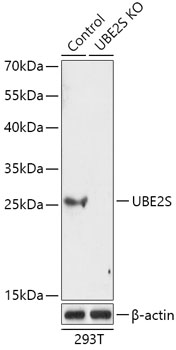 UBE2S Polyclonal Antibody