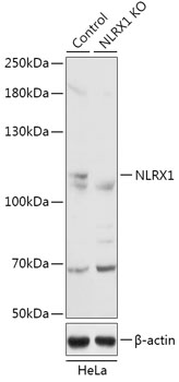 NLRX1 Polyclonal Antibody