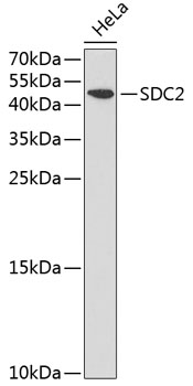 SDC2 antibody