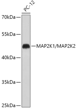 MEK1/MEK2 Polyclonal Antibody