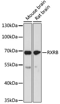 RXRB Polyclonal Antibody