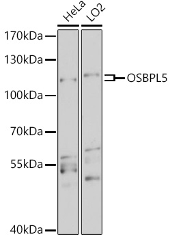 OSBPL5 Polyclonal Antibody