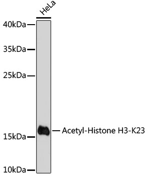 Acetyl-Histone H3-K23 pAb