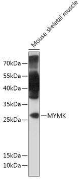 MYMK Polyclonal Antibody