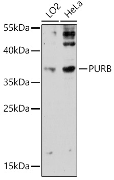 PURB Polyclonal Antibody