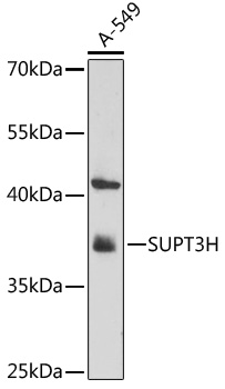 SUPT3H Polyclonal Antibody