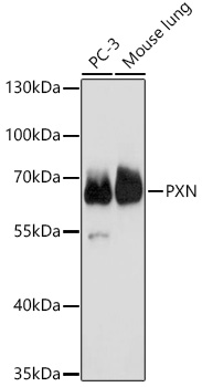 PXN Rabbit Polyclonal Antibody
