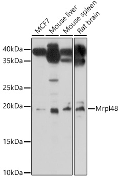 Mrpl48 Polyclonal Antibody