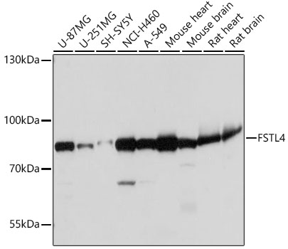 FSTL4 Polyclonal Antibody
