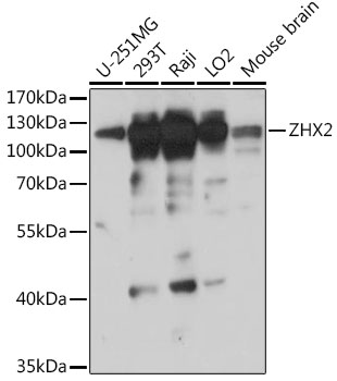 ZHX2 Polyclonal Antibody