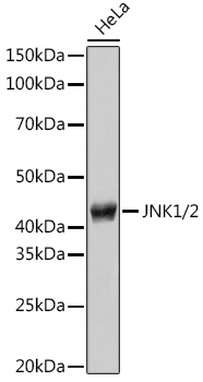 JNK1/2 Polyclonal Antibody