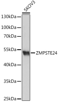 ZMPSTE24 Rabbit Polyclonal Antibody