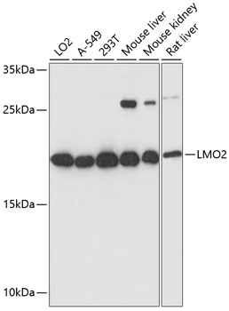 LMO2 Polyclonal Antibody