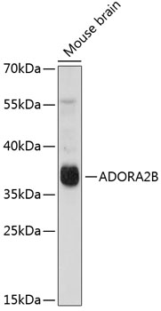 ADORA2B Rabbit Polyclonal Antibody