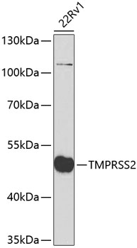 TMPRSS2 Rabbit Polyclonal Antibody