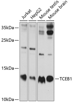 TCEB1 Rabbit Polyclonal Antibody