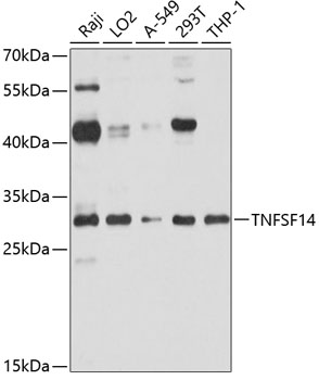 TNFSF14 Polyclonal Antibody