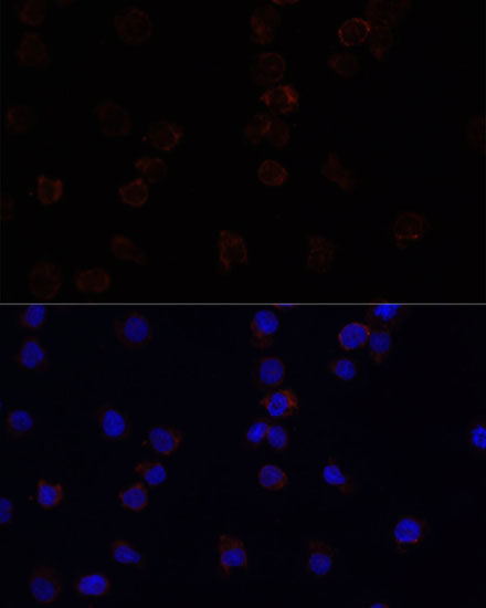 CD33 Antibody
