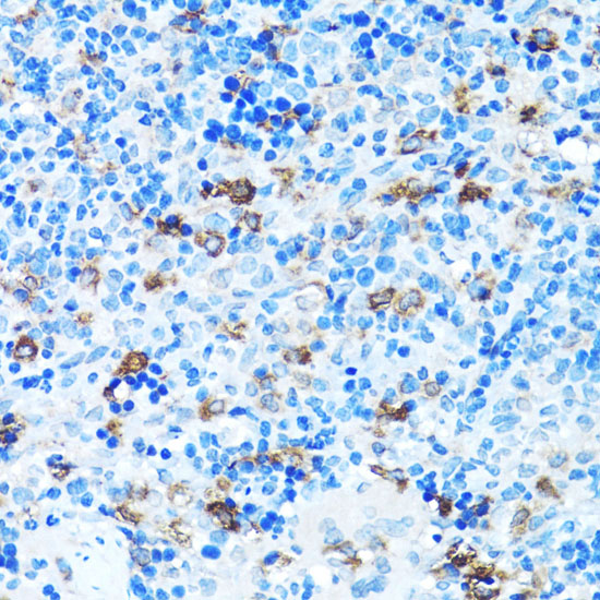 FGFR2 Antibody