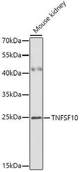 TNFSF10 antibody