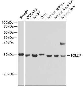 TOLLIP Antibody