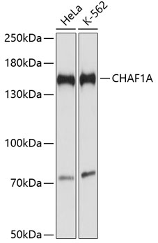 CHAF1A Polyclonal Antibody