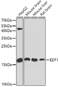 EDF1 Polyclonal Antibody