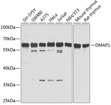 DMAP1 Rabbit Polyclonal Antibody