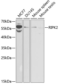 RIPK2 Antibody