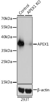 APEX1 Polyclonal Antibody