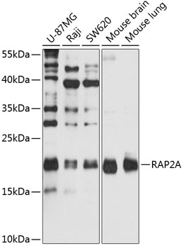 RAP2A Polyclonal Antibody