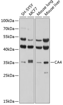 CA4 antibody