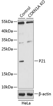 P21 Polyclonal Antibody