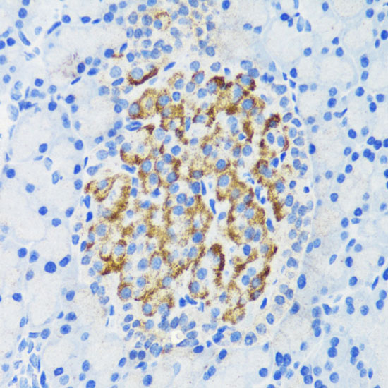 DLK1 antibody