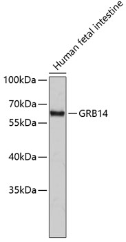 GRB14 Polyclonal Antibody