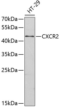 CXCR2 antibody