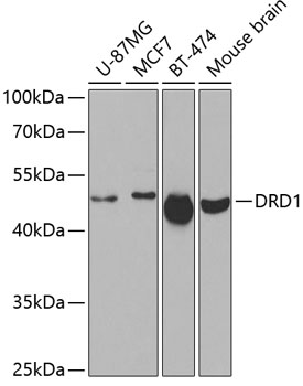 DRD1 antibody